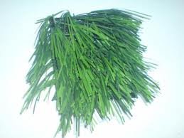 images_031